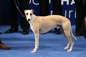 In a few episodes, dudley has worn a pair for a certain reason, usually for a disguise. Whippet Vs Poodle Breed Comparison Mydogbreeds