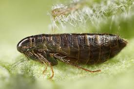 That's about the size of a grain of salt. Fleas Pest Control Bulwark Exterminating 2020 4 7 Stars
