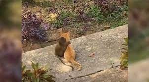 Watch This Little Monkey Hug A Cat Like They Re Best Friends Office Themed Party Cute Animal Pictures Little Monkeys