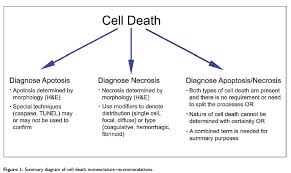 Check spelling or type a new query. Recommendations From The Inhand Apoptosis Necrosis Working Group Toxicologic Pathology