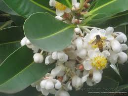 Image result for Calophyllum inophyllum