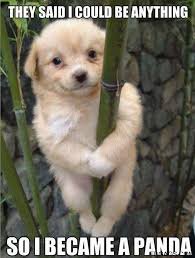 Pin On Funny Dog