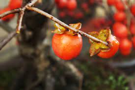 Tx zone map buy texas flowering trees, nut tree, shade tree, palms, fruit trees, grapevines, berry plants and bamboo plants. Date Plum Persimmon Diospyros Lotus Fruit Has An Exquisitely Rich Flavour That S Date Like When Dried But Is Astringent When Unrip Plum Seed Persimmon Plants