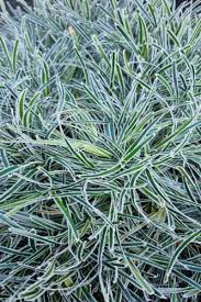 Image result for Ficinia