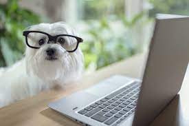 Dog boarding kennels provide your dog a safe and secure place to call their home away from home while you are away. Cameras The Benefit At Dog Boarding Daycare Dogtopia Galleria