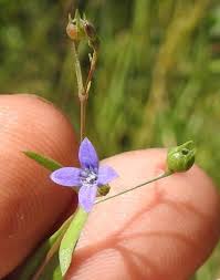 Image result for Oldenlandia affinis