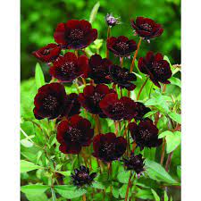 100 Rare Chocolate Cosmos Seeds Cosmos Bipinnatus Calliopsis Flower S036 Flower Seeds Chocolate Cosmos Flower Chocolate Cosmos