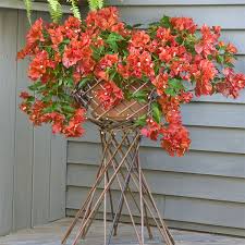 Image result for Bougainvillea