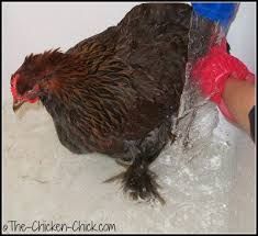 Felines are grooming professionals and do not need baths as often as dogs do. How And When To Give A Chicken A Bath The Chicken Chick