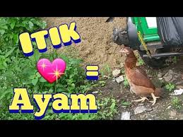 Untuk digunakan gratis ✓ tidak ada atribut yang di perlukan ✓. Itik Kawin Sama Ayam Hasilnya Seperti Apa Youtube