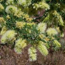 Image result for Acacia lasiopetala