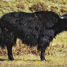 Sikkim wildlife can be witnessed in these 8 national parks as well as sanctuaries. Yalk Instagram Posts Gramho Com