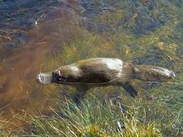 Ornitorrinco Australia Animals Animals Australian Native Animals