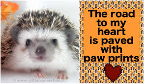 Enjoy reading and share 73 famous quotes about hedgehog with everyone. Hedgehog Hedgie Adorable Quote Meme Love Cute Pawprints Millermeade Breeder Hedgehog Hedgehog Cage Hedgehog Care