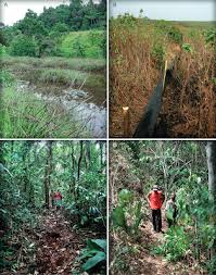 Image result for Loudetia kagerensis