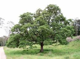 Image result for Toona