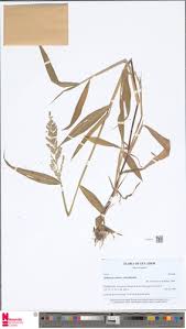 Image result for Arthraxon lancifolius