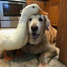 Best Friends Forever Double Click To See More Dog Puppies Pets Animals Funny Paw Best P Animals Friendship Unlikely Animal Friends Cute Animals