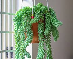 Select from premium burros tail of the highest quality. How To Grow Donkey S Tail