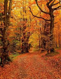 Orange Leskowiec Beskid Maly Poland Autumn Scenery Scenery Fall Pictures