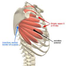 Your rib cage provides a rigid framework for attachment of the muscles of your chest, shoulder girdle, back, diaphragm and upper abdomen. Tuesday 2nd April Bircher Muesli Bee Flies And A Bit More About Breathing