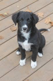 Like most puppies, they are curious, energetic, and playful. German Shepherd Labrador Border Collie Mix Petfinder