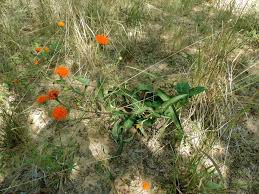 Image result for Hypericophyllum