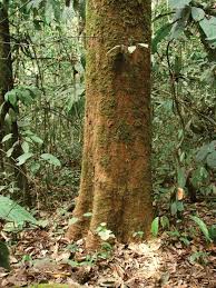 Image result for Magnistipula butayei