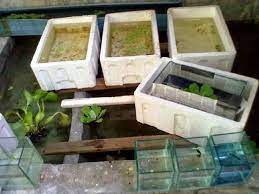 Ikan guppy ini memiliki bentuk indah dan menarik yang dileng. Budidaya Ikan Guppy Menggunakan Ember Cepat Besar