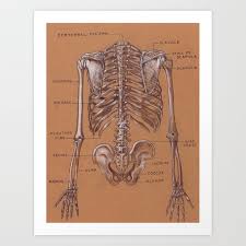 The torso or trunk is an anatomical term for the central part, or core, of many animal bodies (including humans) from which extend the neck and limbs. Jesse Young S Human Anatomy Drawing Of Skeletal Structure Of The Torso Circa 2005 Art Print By Jesseyoung Society6