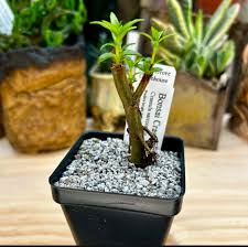 Image result for Crassula sarcocaulis