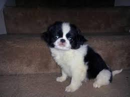 Japanese chin dogs and puppies for sale. Japanese Chin Puppies For Sale Petfinder