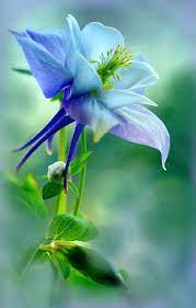 Flowersonly Unusual Flowers Beautiful Flowers Flowers For Butterflies