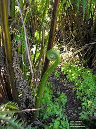 Image result for Pteris tripartita