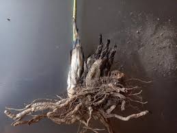 Image result for Eulophia callichroma