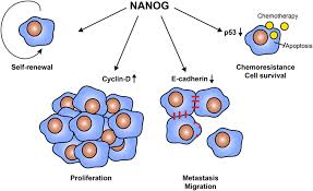 Squamous cell carcinoma begins in the squamous layer of the skin. Frontiers Immune Curbing Of Cancer Stem Cells By Ctls Directed To Nanog Immunology