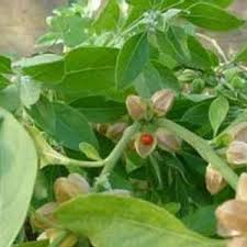 Image result for Withania