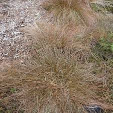 Image result for Cyperus tenuiculmis