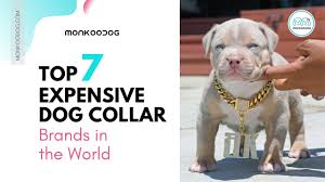 Accessorize your loved pets with stylish cheap dog collar from alibaba.com. Top 7 Most Expensive Dog Collar Brands In The World Monkoodog