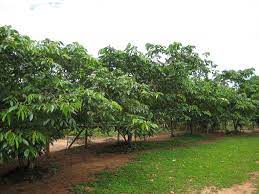 Don't throw out the outer pods. Inga Edulis Ice Cream Bean Tree Up To 90 Large Nitrogen Fixing Tree Fruits Are Edible Fruit Plants Plants Shrubs