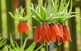 Unabhängig davon, dass die garten meinungen dort nicht. Blumen Senf Pflanzen Fur Ihren Garten Freiland