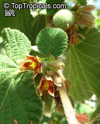 Image result for Grewia forbesii