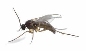 Fungus gnats, also known as soil gnats, cause very little damage to houseplants. Top 7 Ways To Repel Gnats Take Back Your Yard The Pest Rangers