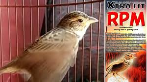 Untuk daerah jawa timur dan jawa tengah bisa lebih murah atau bahkan bisa lebih mahal jika di bandingkan dengan harga burung yang akan kami sajikan. Burung Branjangan Gacor Istimewa Isian Mantap By Mas Kicau