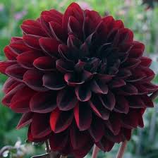 These are the most popular countries for a master of business. Dahlias 5 Bunch Small Box 50 Stems Wholesale Blooms By The Box
