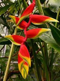 Pin On Flower Painting