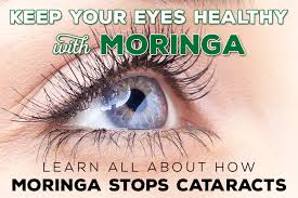 Moringa for Eye Health: The Natural Secret to Caring for Your Eyes and  Improving Your Vision… To continue receiving my recipes, just say… Thank  you! 🙏🏻 Full recipe in the first comment