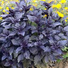 Purple plants are available in many shade variations, from graceful lavender to dark and rich violet. Amazon Com Outsidepride Sweet Basil Dark Opal 1000 Seeds Basil Plants Garden Outdoor