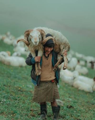 The Shepherd Life 😍 Daily routines in the mountains of Rukum Chaurikharka long walks, hard work and a life shaped by nature. I followed these quiet moments just as they happen. Have