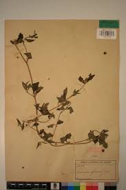 Image result for Sclerocarpus africanus